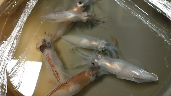 地物魚専門料理 やつはし