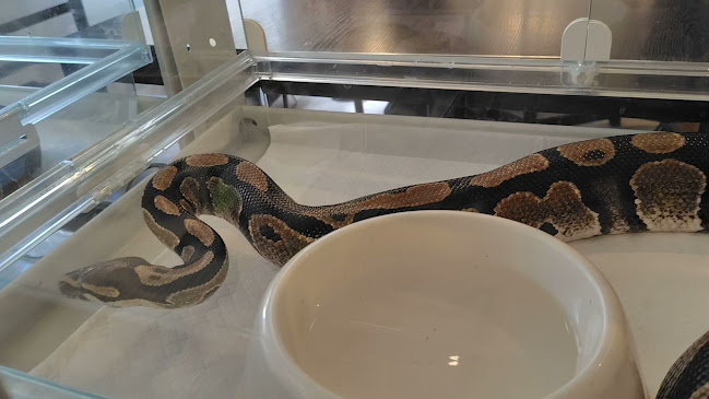 - Cafe & Snake - 東京スネークセンター