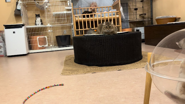 猫カフェ十にゃん十色