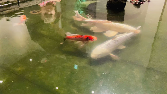 Comentarii opinii despre まだん 東大阪店