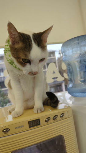 猫カフェギャラリーキャッツアイ - 飲食業