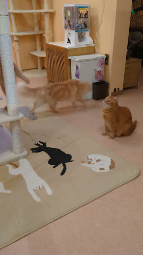 猫カフェ十にゃん十色 - 習志野市
