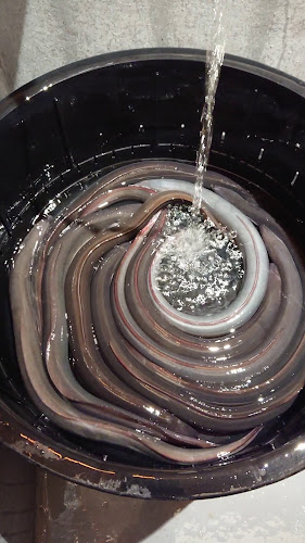 Comentarii opinii despre うなぎのしろむら 春日井店