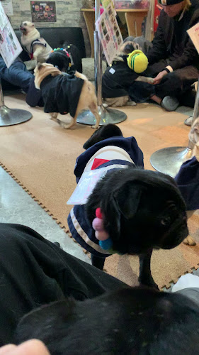 パグカフェ LivingRoom 京都 - 飲食業