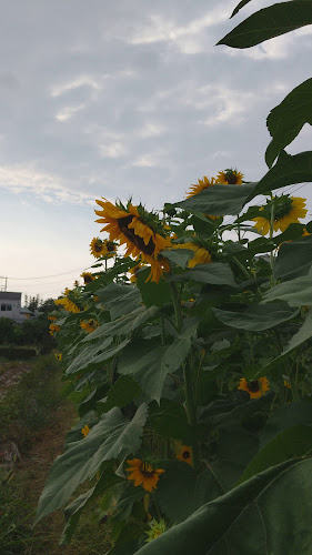 パンステージ プロローグ - 飲食業