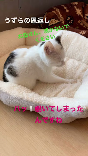 〒857-0066 長崎県佐世保市小島町７−２４