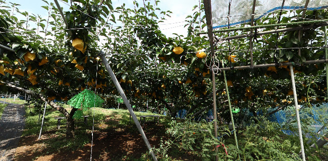 Comentarii opinii despre 梨の錦光園