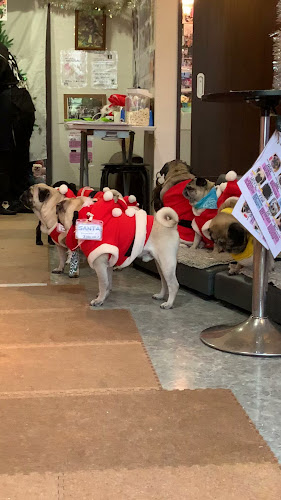 Comentarii opinii despre パグカフェ LivingRoom 京都