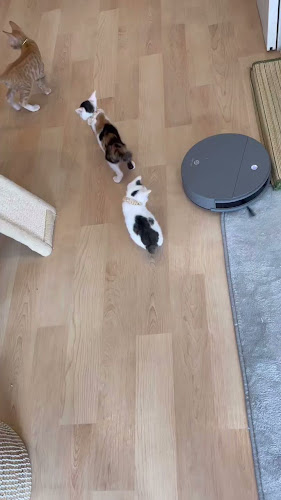 Opinii despre カフェ九十九島ねこの郷 în 佐世保市 - 飲食業