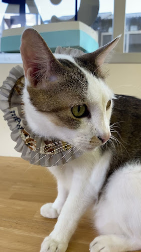 猫カフェギャラリーキャッツアイ