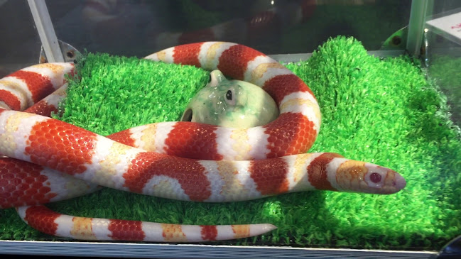 Opinii despre - Cafe & Snake - 東京スネークセンター în 渋谷区 - 飲食業