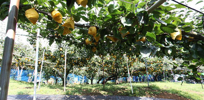 Opinii despre 梨の錦光園 în 鳥取市 - 飲食業