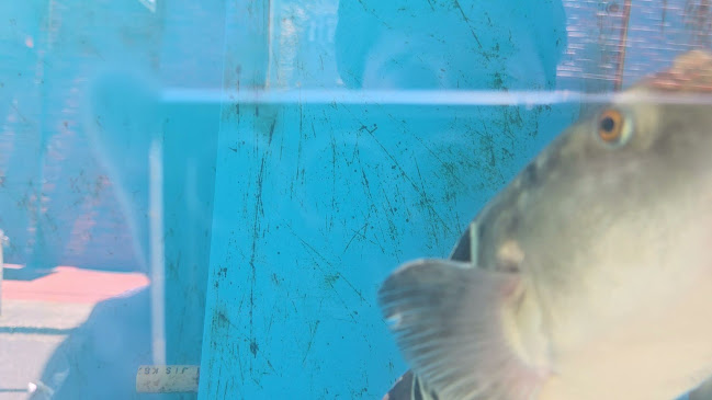 Comentarii opinii despre とらふぐ亭 町田店