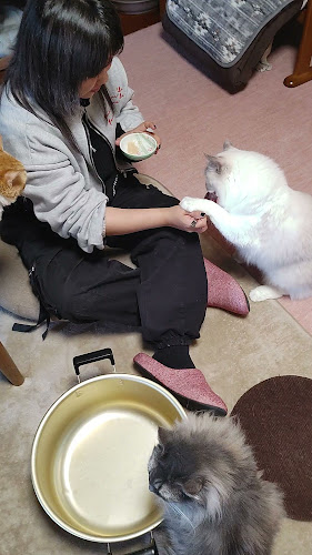 猫カフェいかろす CAT CAFE IKARUS