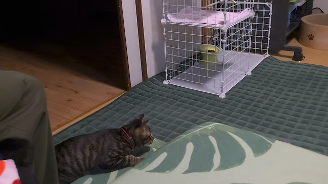 Opinii despre 佐野フルーツ în 長崎市 - 飲食業