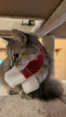 Comentarii opinii despre 猫カフェ十にゃん十色