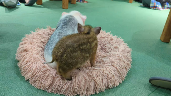 Comentarii opinii despre mipig cafe イオンレイクタウン店