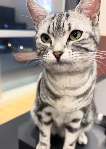 Puchi Marry ラソラ札幌店 - 飲食業