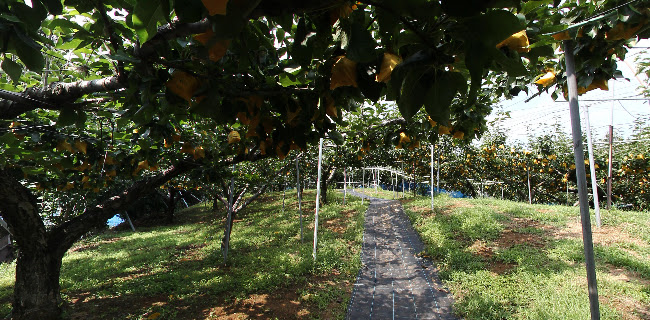 〒689-0105 鳥取県鳥取市福部町湯山浜湯山１２０５−３