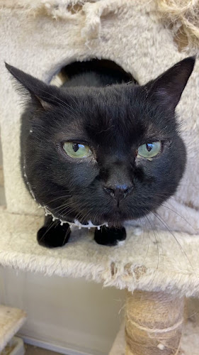 Comentarii opinii despre 猫カフェギャラリーキャッツアイ