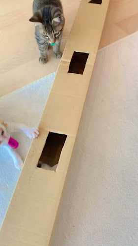 Comentarii opinii despre カフェ九十九島ねこの郷