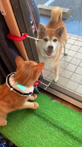 カフェ九十九島ねこの郷 - 飲食業