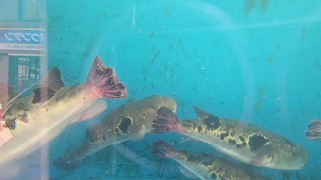 とらふぐ亭 町田店 - 飲食業