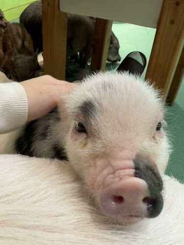 Opinii despre mipig cafe イオンレイクタウン店 în 越谷市 - 飲食業