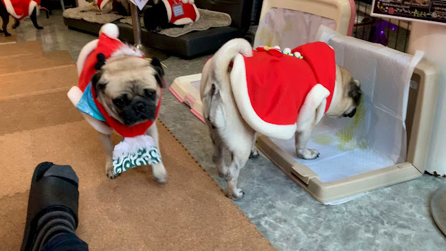 パグカフェ LivingRoom 京都