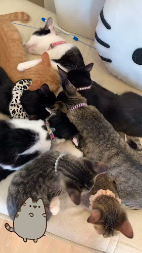 カフェ九十九島ねこの郷 - 佐世保市