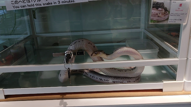 Comentarii opinii despre - Cafe & Snake - 東京スネークセンター