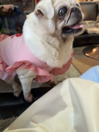 Comentarii opinii despre パグカフェ LivingRoom 京都