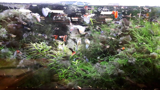 マルイチ 神田軒 - 飲食業