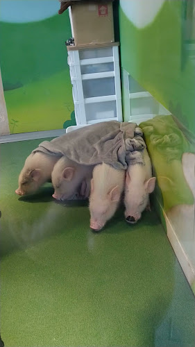 mipig cafe イオンレイクタウン店