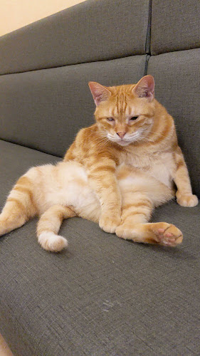 猫カフェ十にゃん十色 - 飲食業