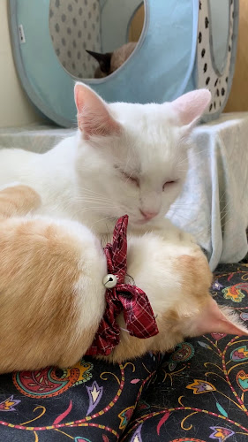 猫カフェギャラリーキャッツアイ - 京都市