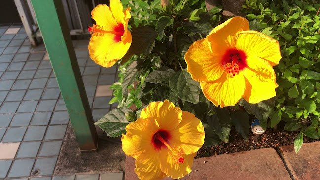 Opinii despre 洋食屋マック în 渋谷区 - 飲食業