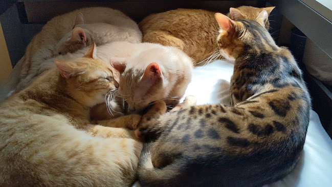 Opinii despre 猫カフェ十にゃん十色 în 習志野市 - 飲食業