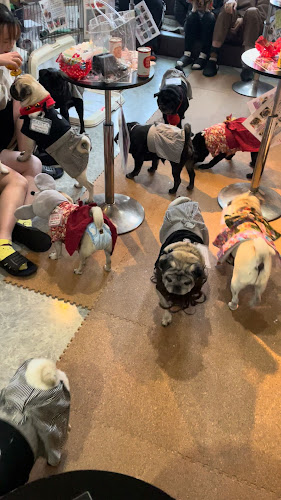 Opinii despre パグカフェ LivingRoom 京都 în 京都市 - 飲食業