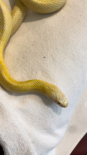 - Cafe & Snake - 東京スネークセンター - 飲食業