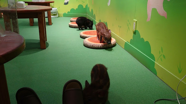 mipig cafe イオンレイクタウン店 - 飲食業