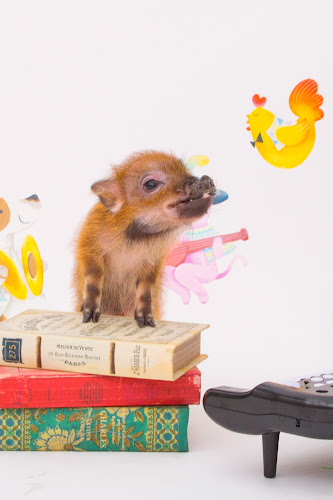 mipig cafe イオンレイクタウン店 - 飲食業