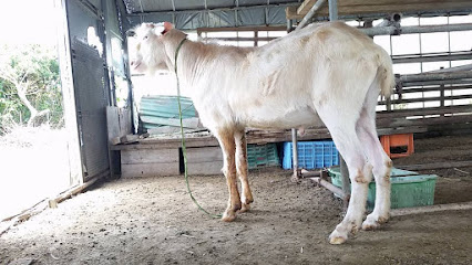 沖縄県産ヤギ肉・沖縄県産ヤギ汁刺身・県内最安値の沖縄山羊牧場(山羊肉専門店)※ご来店は必ずお電話お願いいたします※