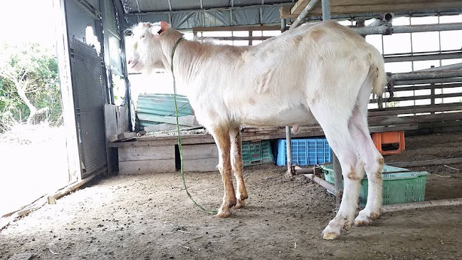沖縄県産ヤギ肉・沖縄県産ヤギ汁刺身・県内最安値の沖縄山羊牧場(山羊肉専門店)※ご来店は必ずお電話お願いいたします※