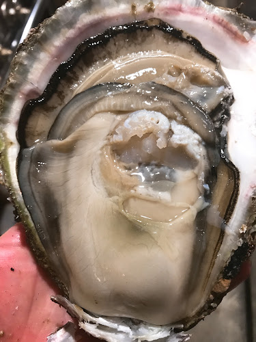 Comentarii opinii despre いわもと