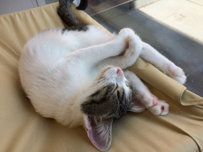 Puchi Marry ラソラ札幌店 - 飲食業