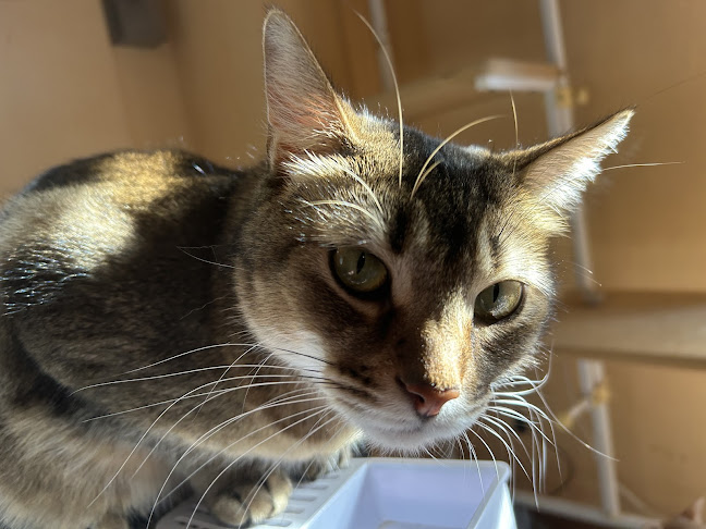 〒275-0001 千葉県習志野市東習志野８丁目２１−２７