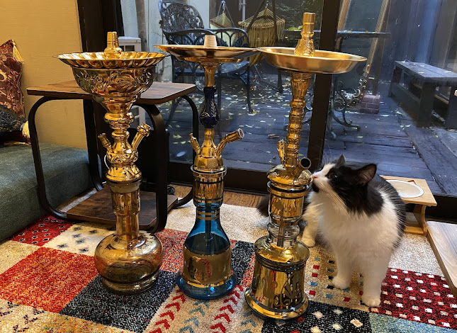 Opinii despre 猫と水煙草 în 大阪市 - 飲食業