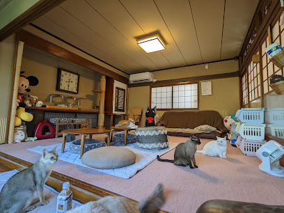 猫カフェいかろす CAT CAFE IKARUS