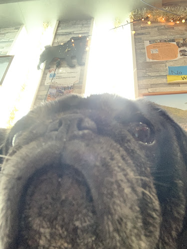 パグカフェ LivingRoom 京都 - 飲食業